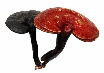 Reishi Mushroom Extract