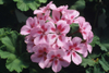 Pelargonium Sidoides Root Extract 