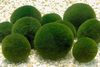 Chlorella Extract