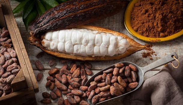 Cacao Extract 