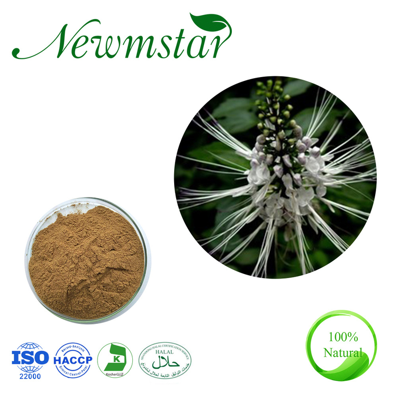 ISO22000 Certificated Orthosiphon Stamineus Extract Anti-Inflammatory Sinensetin Orthosiphon Extract