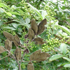 Buchu Leaf Extract 