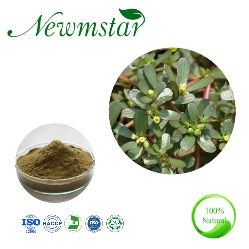 Portulaca Oleracea Extract 