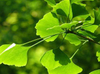 Ginkgo Biloba Dry Leaves Ginkgo Biloba Powder Pure Flavonoid Glycosides Ginkgo Biloba Flavonoid Powder Extract