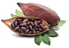Cacao Extract 
