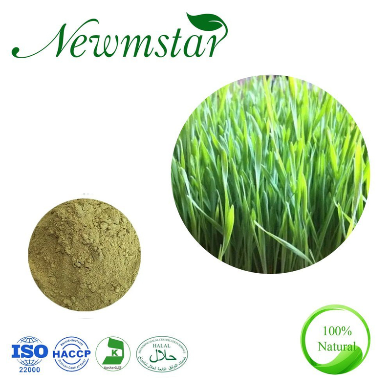 Barley Seedling Powder/Barley Leaf Powder Barley Grass Extract (Hordeum vulgare L)