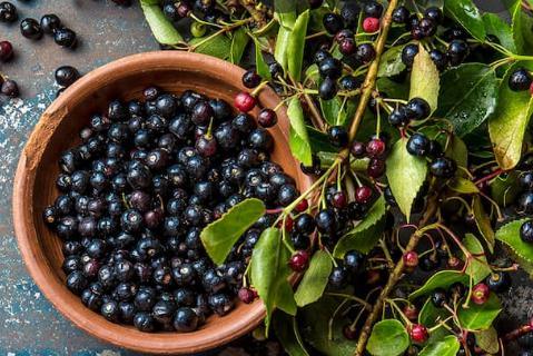 ISO22000 Kosher Certified Plant Extract Berry Extract 10~50% Polyphenols 4: 1 10: 1 Maqui Berry Extract