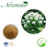 Body Immunity Angelica Archangelica Extract Angelica Root Extract Health Food