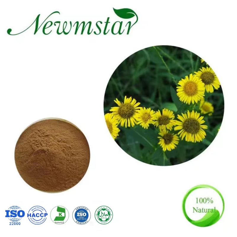 Elecampane Flower Extract 