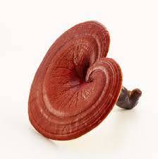 Reishi Mushroom Extract (Ganoderma lucidum Karst) 10%~50% Polysaccharides