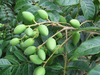 Olive Leaf Extract 10%~50% Oleuropein, 5%-20% Hydroxytyrosol, 8%-40% Maslinic Acid