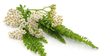 Achillea Millefolium Extract