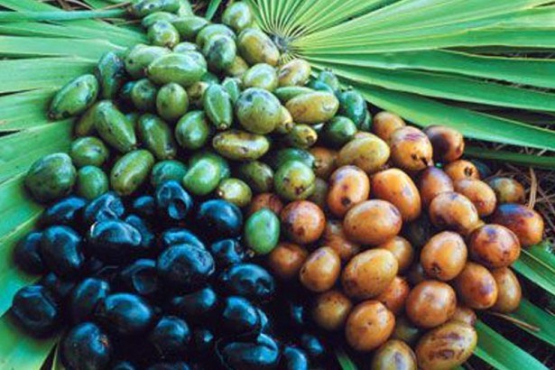 Natural Saw Palmetto Extract Fatty Acid 25% Powder