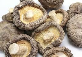 Shii-Take Mushroom Extract Providing Immunity