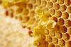 Bee Honey Propolis Extract 