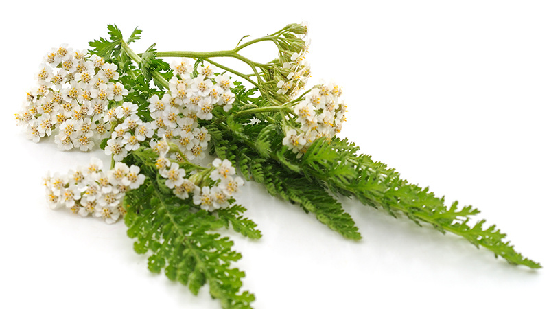 100% Natural Achillea Millefolium Yarrow Extract with Organic Powder for Health Care