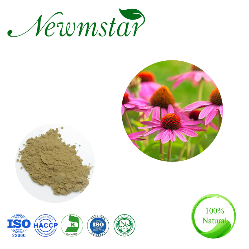 Echinacea Extract