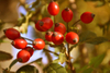 Rose Hip Extract