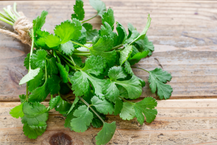 Coriander Extract