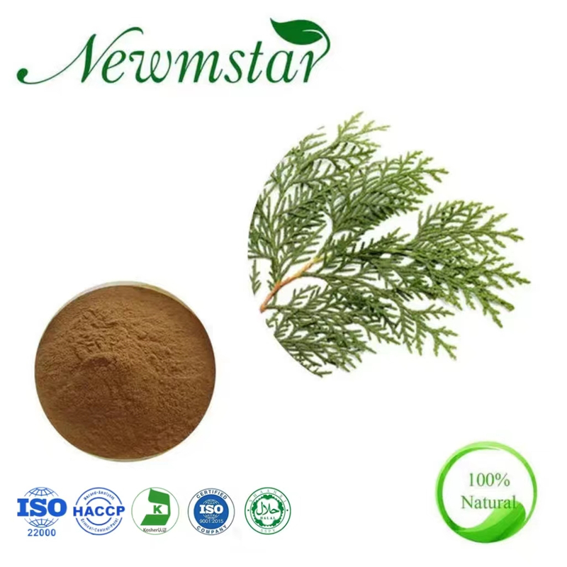 Cacumen Biotae Extract