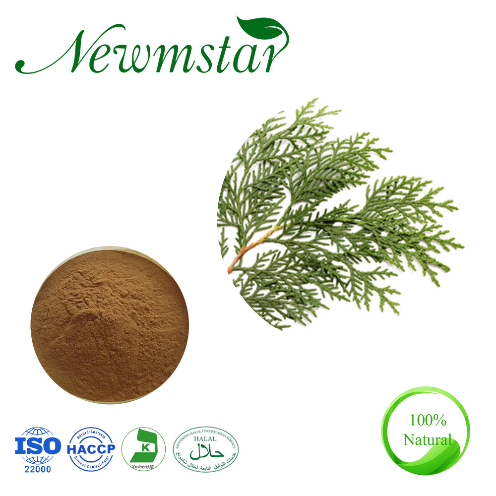 ISO22000 Halal Certificated Plant Extract Semen Platycladi Extract Platycladus Orientalis Extract Powder Cacumen Platycladi Extract