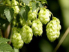 Hops Flower Extract