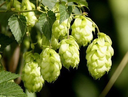 Hops Flower Extract