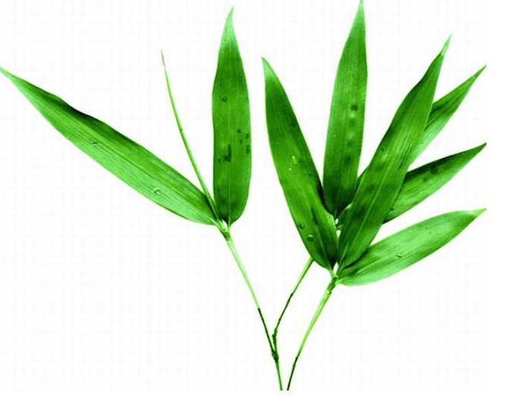  Bamboo Leaf Extract 