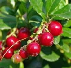 Bearberry Leaf Extract