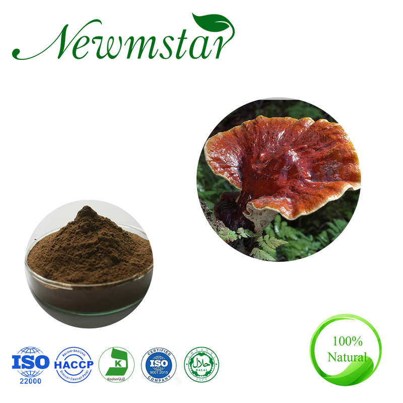 Reishi Mushroom Extract