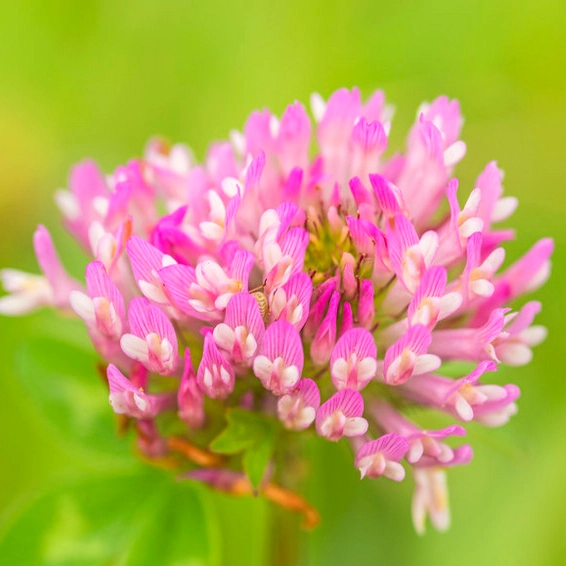 Red Clover Extract 2 